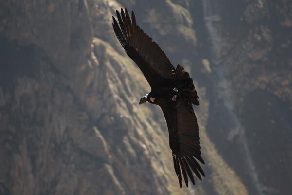 https://commons.wikimedia.org/wiki/File:Andean_Condor_in_full_flight.JPG