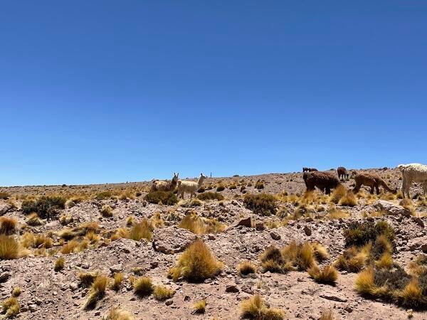 Llamas near CONDOR site , Atacama, Chile