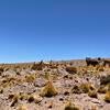 Llamas near CONDOR site, Atacama, Chile